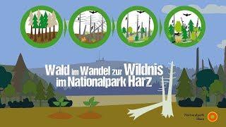 Wald im Wandel - Die Rückkehr der Wildnis im Nationalpark Harz