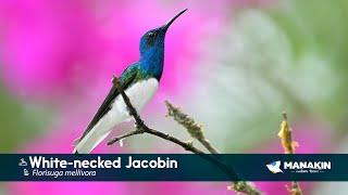 White necked Jacobin - Birds of Colombia - Manakin Nature Tours