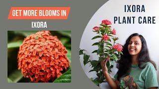 How to Grow and Care for Ixora Plant | Best Flowering Plant