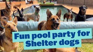 Fun Pool Party for Adopted DOGS from Shelter