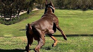 BEST OF DOBERMAN | THE SUPER INTELLIGENT DOG