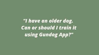 Training an older dog