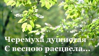  Сергей Есенин. Черемуха | Стихи о природе поэтов 20 века