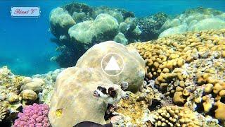  7 minutes en snorkeling comme si vous y étiez sur le récif de Makadi Bay 