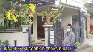 CUMA DI PUPUK AIR TAJIN, ANGGREKNYA JUMBO & RAJIN BERBUNGA.