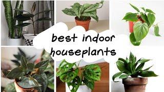 Top 10 best indoor houseplants. |biosphereflora |