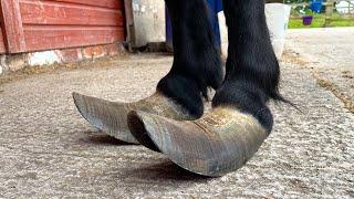 Trimming Extremely Long Hooves On A Shetland Pony