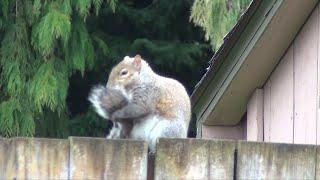 Squirrel Cleaning & Scratching Itself - Close Up