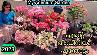 10 Golden Tips for Continuous Flowers in Adenium | അഡീനിയം ചെടി തുടരെ പൂവിടാൻ 10 ടിപ്സ്