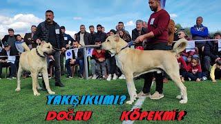 KELKİT BOZ ÇOBAN KÖPEKLERİ YARIŞMASI