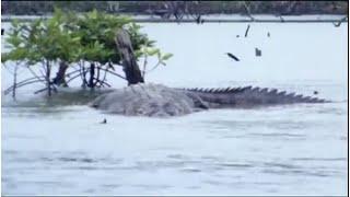 Fifty-Foot Crocodile Spotted in the Congo, The Mahamba: The Congo's Forgotten Cryptid