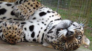 Jaguar Roar