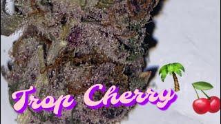 Trop Cherry Strain Review (MOST purple strain ever!)