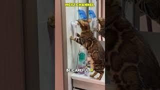 Becareful of your cat behavior #shortsvideo #cat #funny #youtubeshorts #fyi