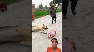 Jouny funny man perfect  p881 #funny #dog #baby #jounyfunnyman