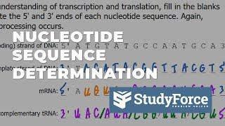 Nucleotide Sequence Determination from Transcription to Translation