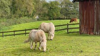 Cute Shetland Ponies vs. Curious Cows! #horse #shetlandpony #equestrian
