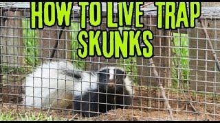 How To Live Trap Skunks "EASY"