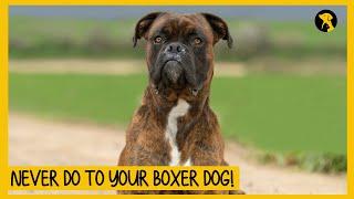 5 Things You Must Never Do to Your Boxer Dog