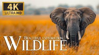 Ultimate Exploration Wildlife 4K  Discovery Animals Breathtaking Planet Movie with Calm Relax Music