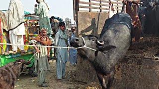 How to The Most Crazy Buffalos unloading ||Msa cattle life