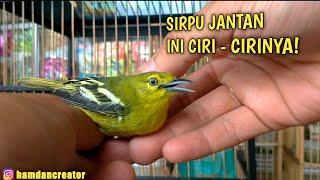 CIRI CIRI BURUNG SIRTU JANTAN DAN BETINA