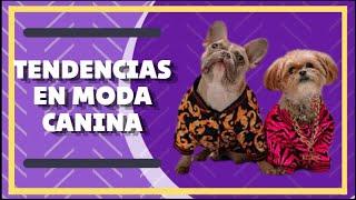 Tendencias en Moda Canina: Estilos que Arrasan en 2024