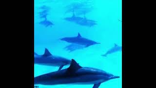 Symphony! #symphony #capcut #edit #youtube #trend #dolphins #fypシ゚ #shorts