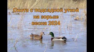 Охота с подсадной уткой на зорьке Весна 2024