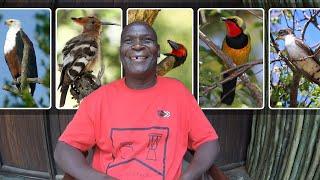 This man speaks bird...Incredible skills!