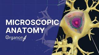 Microscopic Anatomy Education with 3D Organon