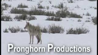 Coyote Howling and Yipping in the Winter at Yellowstone NP