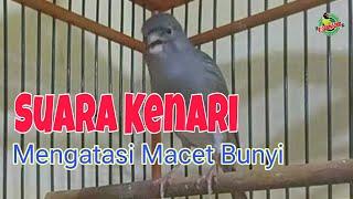 AMPUH!! SUARA KENARI GACOR FULL ISIAN - MASTERAN DAN PANCINGAN KENARI AGAR CEPAT BUNYI [LS_29]