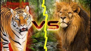 Barbary Lion VS Siberian Tiger