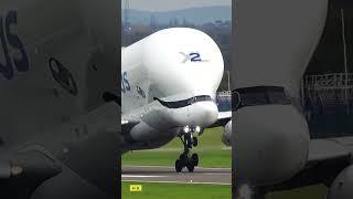 Awesome Beluga Take Off! ️