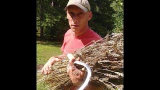 Harvesting and processing a small Wheat plot by hand