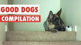 Good Dogs Video Compilation 2016