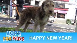 LAST VIDEO for 2018!!!  Happy New Year!!! #HopeForPaws #hope