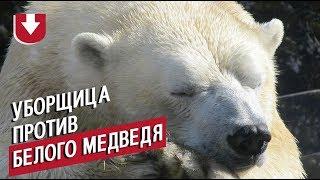 Уборщица против белого медведя. Необычная «дуэль» из Московского зоопарка попала на видео