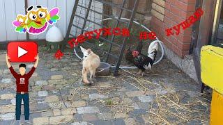 The fox asks to go outside to his friends the rooster and hen.