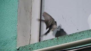 Птицы, как люди.Трясогузка бьется в окна/Birds, like people.Wagtail beats in the windows.