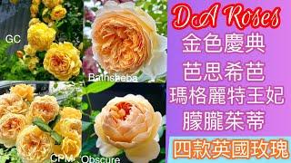 DA Roses.容易被混淆的四款大衛奧斯汀玫瑰；如果只能擇一我會選擇它！盆植也能豐花David Austin Roses｜イングリシュローズ｜デビッド・オースチン・ロージズ#藤本月季#蔓玫#英國玫瑰