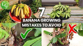 How to Grow a Banana Plant: Tips, Mistakes, and Advice for Gardening