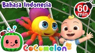 Bermain dengan Laba-Laba Kecil️ | CoComelon Bahasa Indonesia - Lagu Anak Anak | Nursery Rhymes