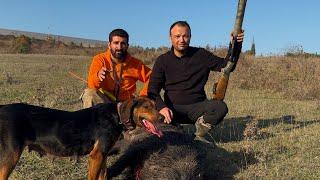 Aksiyon Dolu Domuz Avı - Kocaeli Dilovası - Net Vuruş Videosu  #domuzavi #wildboar #hunting