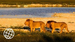 Etosha National Park, Namibia  [Amazing Places 4K]