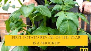 Grow Potatoes in Buckets or Bags which is best. First Potato Reveal of the year is a 'shocker'