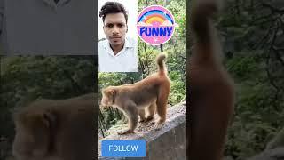 Monkey funny video 31 #monkey #monkeys #funny #duetcats #funnycatsanddogsnew2024 #funnyclips #duet