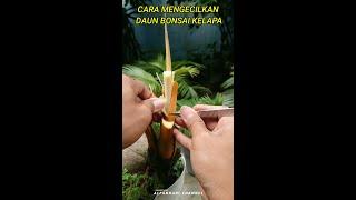 TRIK CEPAT KERDILKAN DAUN BONSAI KELAPA | Coconut Bonsai #shorts