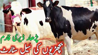 Cow Farming In Pakistan | Cross Breed Bachrian Cholistani Friesian Cross || Global Village Farming